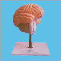Brain Model