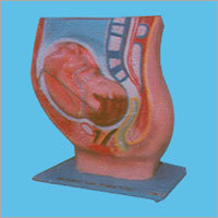 Female Pelvis Model