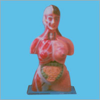 Human Torso Model
