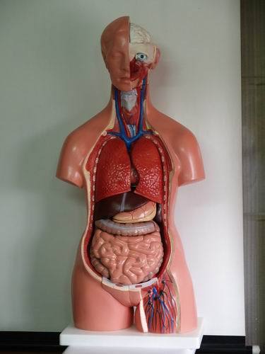 Imported Anatomical Models