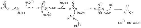 Aldehyde dehydrogenase