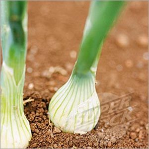 Onion