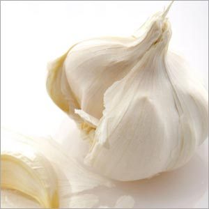 Garlic
