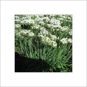 Indian Garlic