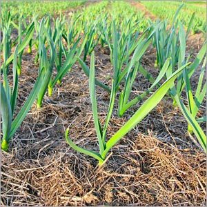 Fresh Garlic