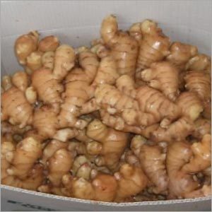 Ginger
