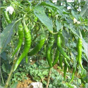 Green Chilly