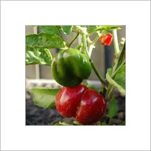 Capsicum