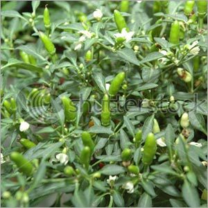 Fresh Green Chilli