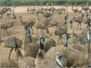 EMU Eggs