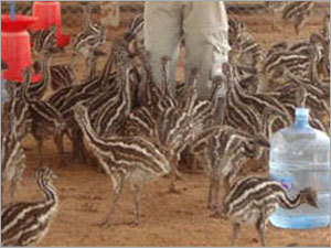 EMU Feathers