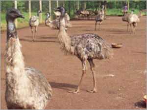 Product Of EMU Birds