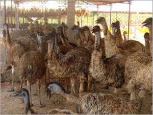 EMU Chicks