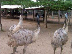 Emu Bird