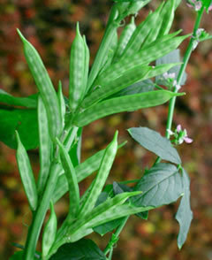 Guar Gum for Paper Industry