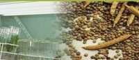 Cationic Guar Gum