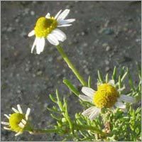 Chamomile Oil