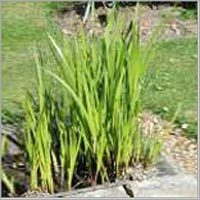 Calamus Oil