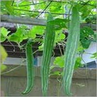 Snake Gourd