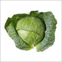 Cabbage