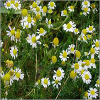 Matricaria Oil