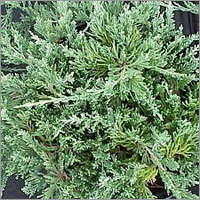Juniper Leaf Essential Oil