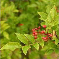 Zanthoxylum Oil