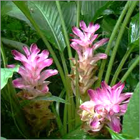 Curcuma oil