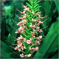 Hedychium Oil