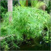 Cyperus Oil