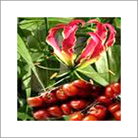 Gloriosa Superba Flower & Seeds