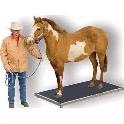 Cattle Weighing Scales