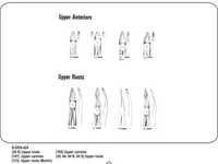 Upper Anteriors and Upper Roots
