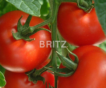 Tomato