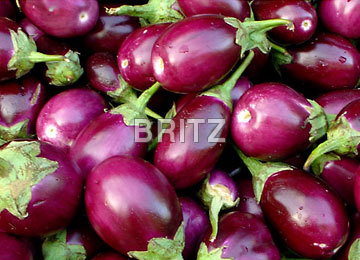 Brinjal