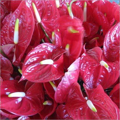 Anthurium