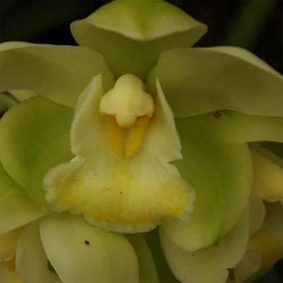 Orchid