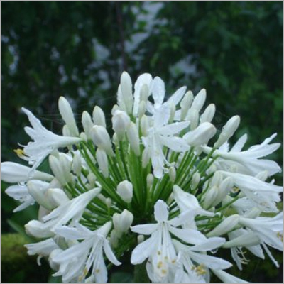 Agapanthus