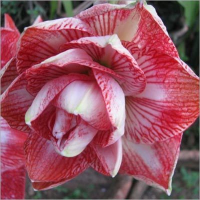 Amaryllis Lilly