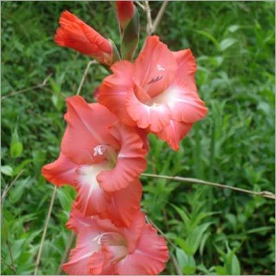 Gladiolus
