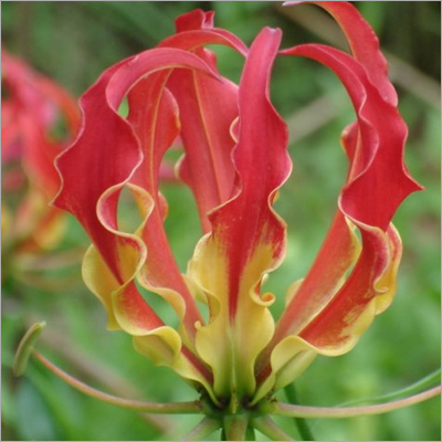Gloriosa