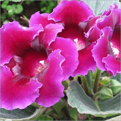 Sinningia Speciosa (Gloxinia)