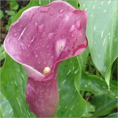 Zantedeschia
