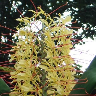 Zingier (Ginger Lilly)