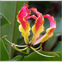 Herbles Gloriosa Superb Seeds & Roots