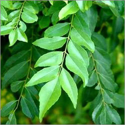Curry Leaves
