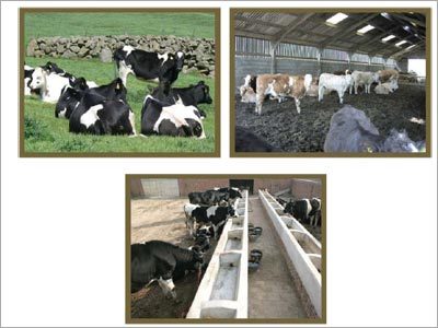 Cattle Farming Projects