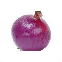 Onion