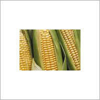 Maize