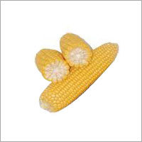 Yellow Maize - Medium Cylindrical Grains, 14% Moisture Content | High Nutrition, Easy Digestibility, Versatile Use, Bulk Packaging